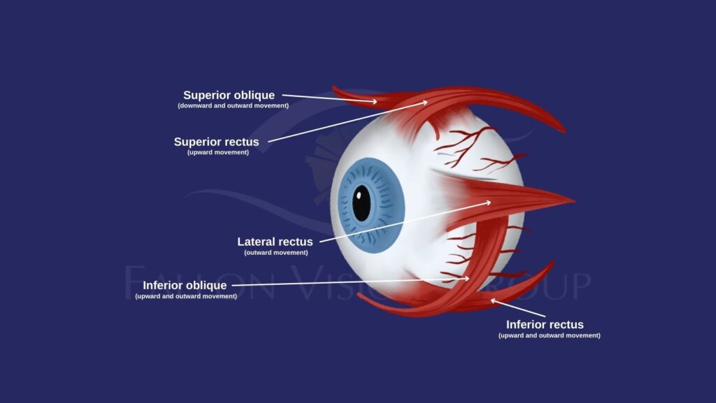 Eye Muscle Functions